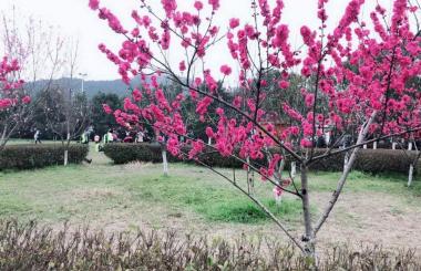 踏青好時節(jié)，盛世互聯(lián)與您相約九真山！
